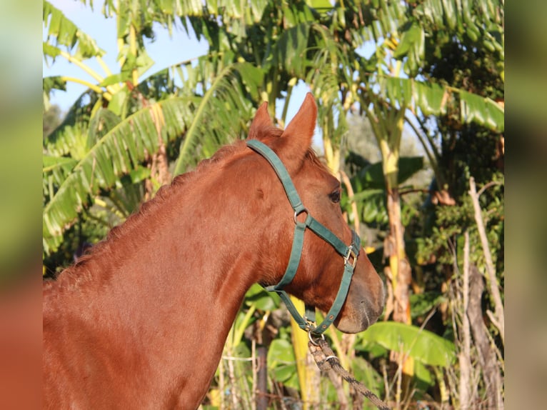 Andalusian Mare 4 years 15,1 hh Chestnut-Red in Vejer de la Frontera