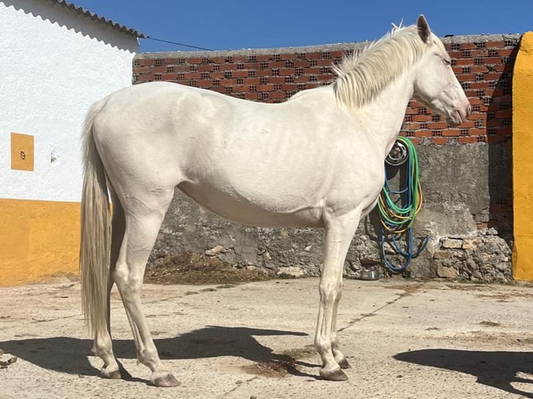 Andalusian Mare 4 years 15.1 hh Cremello in Cacéres