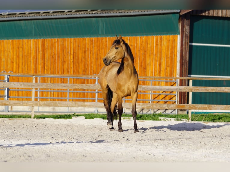 Andalusian Mare 4 years 15,1 hh Dun in Aachen