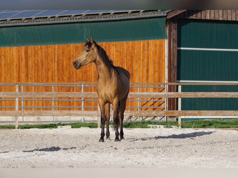 Andalusian Mare 4 years 15,1 hh Dun in Aachen
