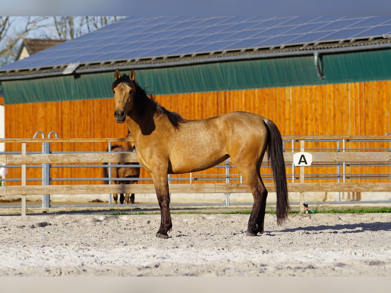 Andalusian Mare 4 years 15,1 hh Dun in Aachen