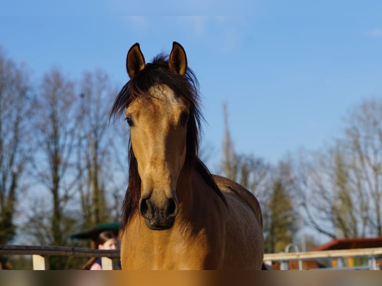 Andalusian Mare 4 years 15,1 hh Dun in Aachen