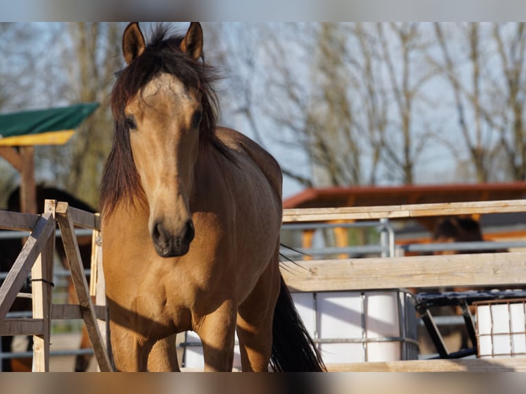 Andalusian Mare 4 years 15,1 hh Dun in Aachen