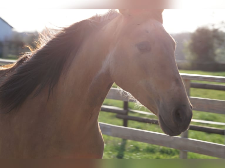 Andalusian Mare 4 years 15,1 hh Dun in Aachen