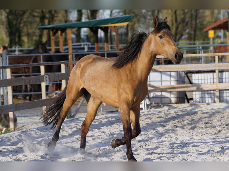Andalusian Mare 4 years 15,1 hh Dun in Aachen