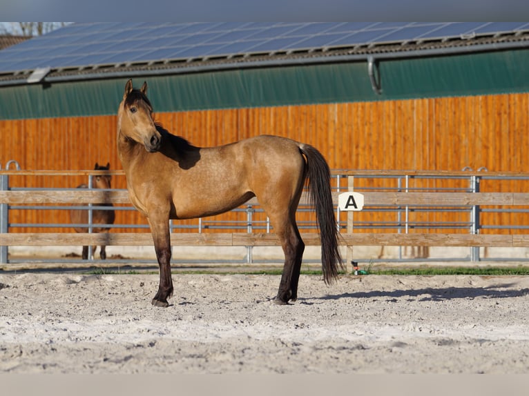 Andalusian Mare 4 years 15,1 hh Dun in Aachen