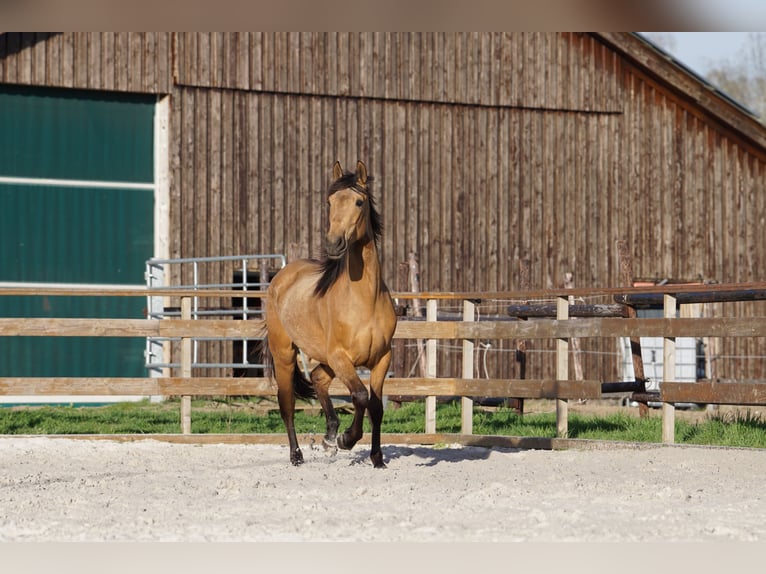 Andalusian Mare 4 years 15,1 hh Dun in Aachen