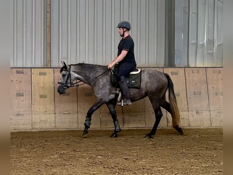 Andalusian Mare 4 years 15,1 hh Gray-Blue-Tan in Neustadt (Wied)