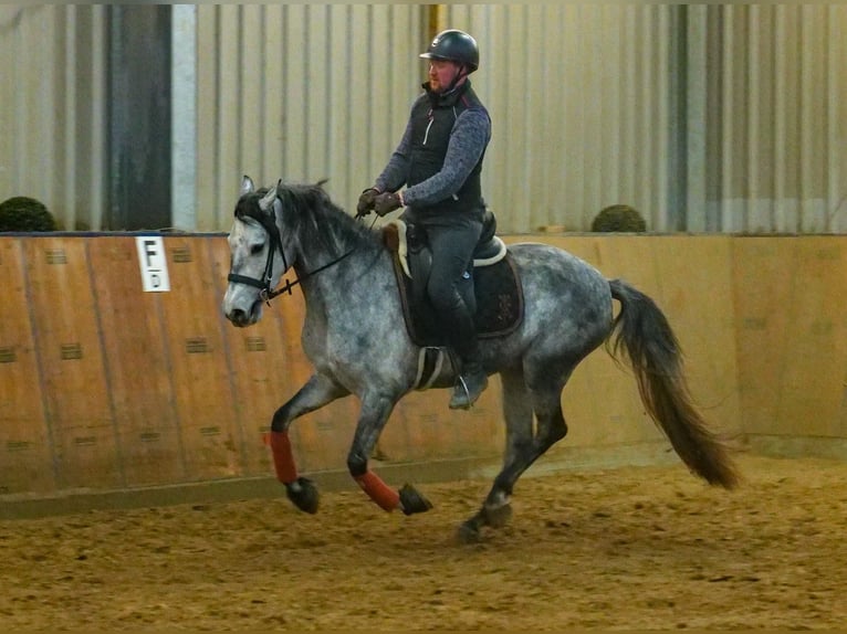 Andalusian Mare 4 years 15,1 hh Gray-Dapple in Neustadt (Wied)