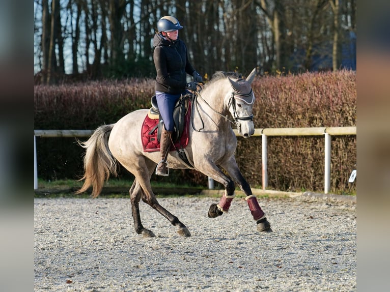 Andalusian Mare 4 years 15,1 hh Gray in Neustadt (Wied)