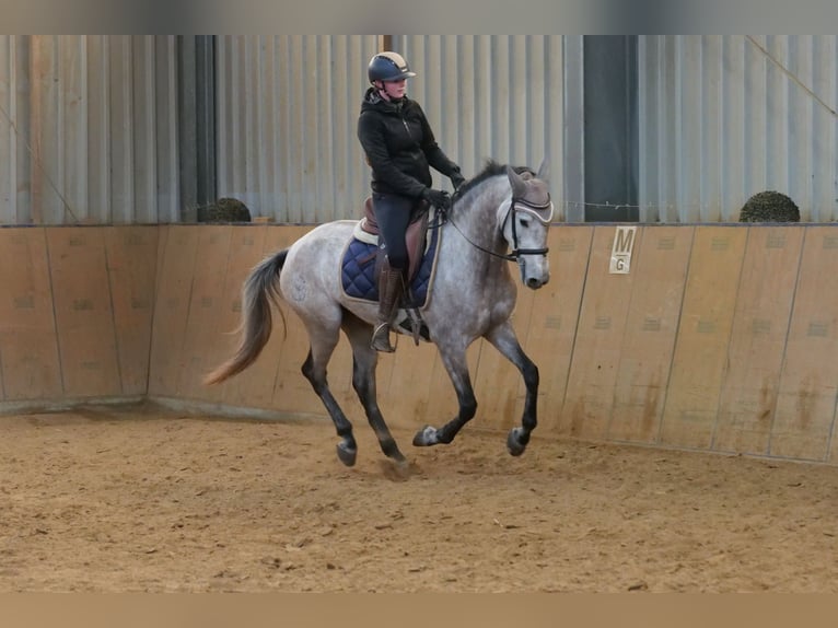 Andalusian Mare 4 years 15,1 hh Gray in Neustadt (Wied)