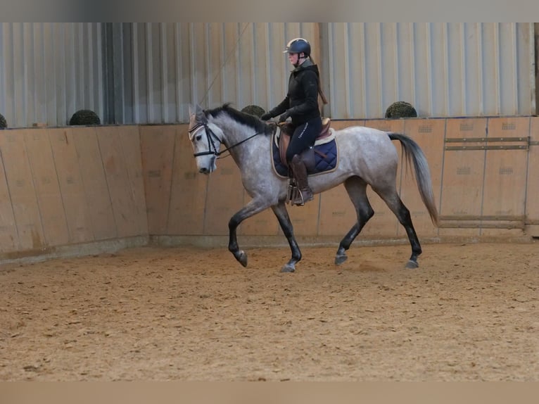 Andalusian Mare 4 years 15,1 hh Gray in Neustadt (Wied)