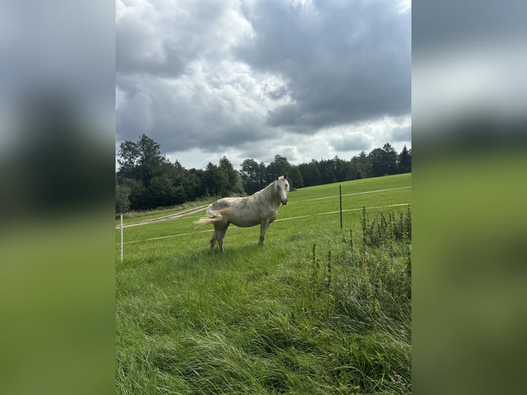 Andalusian Mare 4 years 15,1 hh Palomino in Steingaden