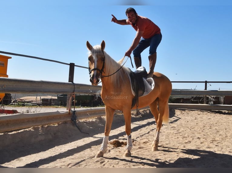 Andalusian Mare 4 years 15,1 hh Palomino in Provinz Cordoba