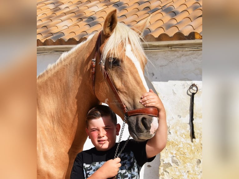 Andalusian Mare 4 years 15,1 hh Palomino in Provinz Cordoba