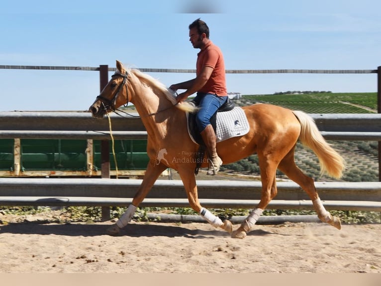 Andalusian Mare 4 years 15,1 hh Palomino in Provinz Cordoba