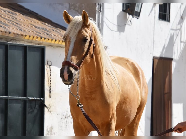 Andalusian Mare 4 years 15,1 hh Palomino in Provinz Cordoba