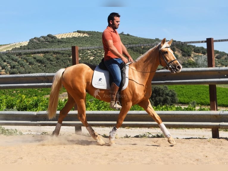 Andalusian Mare 4 years 15,1 hh Palomino in Provinz Cordoba