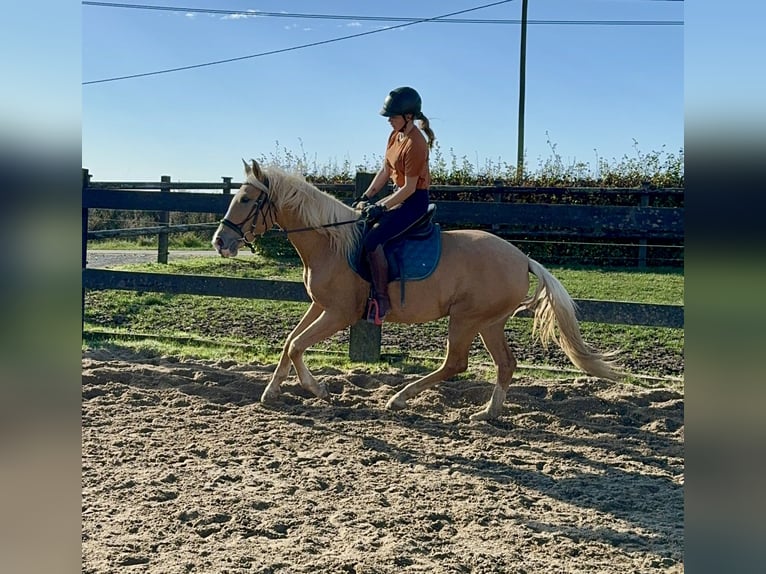 Andalusian Mare 4 years 15,1 hh Palomino in Daleiden