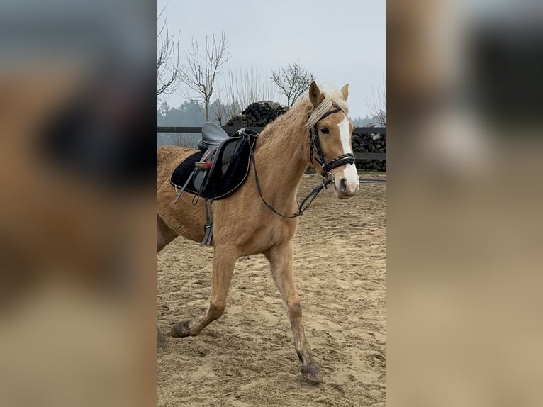 Andalusian Mare 4 years 15,1 hh Palomino in Daleiden