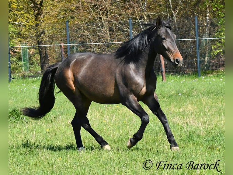 Andalusian Mare 4 years 15.1 hh Smoky-Black in Wiebelsheim