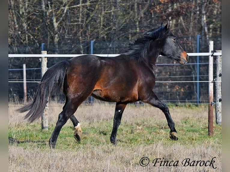 Andalusian Mare 4 years 15.1 hh Smoky-Black in Wiebelsheim