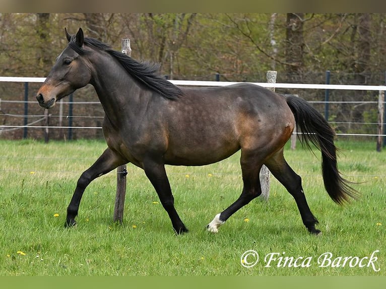 Andalusian Mare 4 years 15.1 hh Smoky-Black in Wiebelsheim