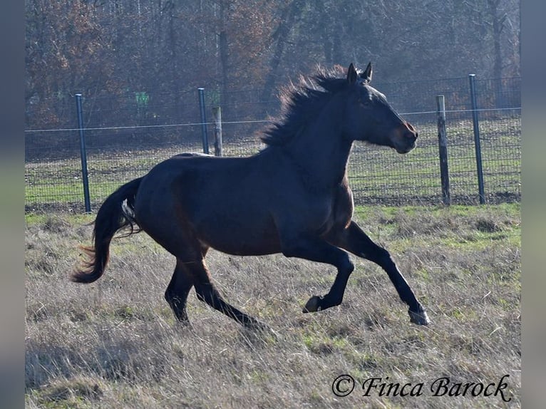 Andalusian Mare 4 years 15.1 hh Smoky-Black in Wiebelsheim