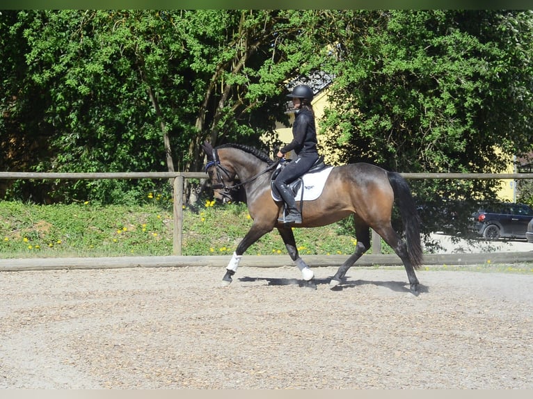 Andalusian Mare 4 years 15.2 hh Bay-Dark in Wellheim