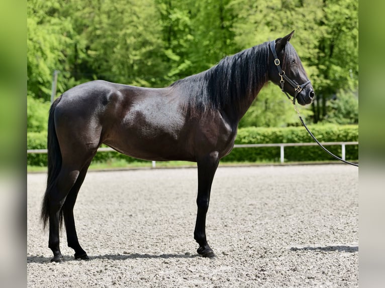 Andalusian Mare 4 years 15,2 hh Black in Neustadt (Wied)