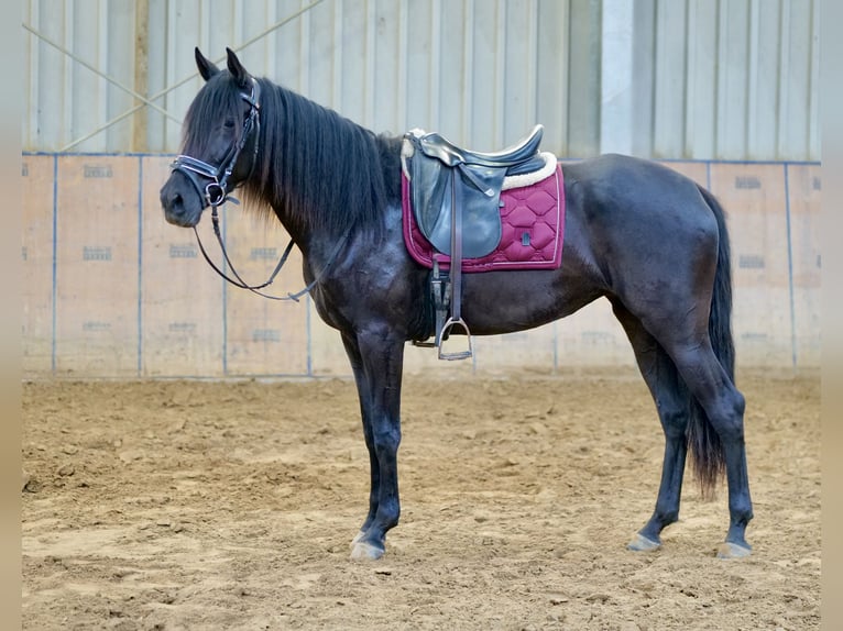 Andalusian Mare 4 years 15,2 hh Black in Neustadt (Wied)