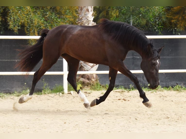 Andalusian Mare 4 years 15.2 hh Black in Provinz Malaga