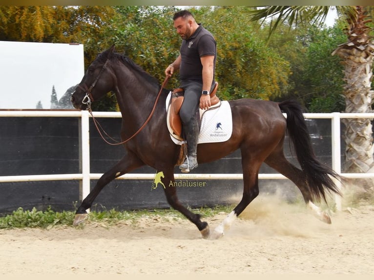 Andalusian Mare 4 years 15.2 hh Black in Provinz Malaga