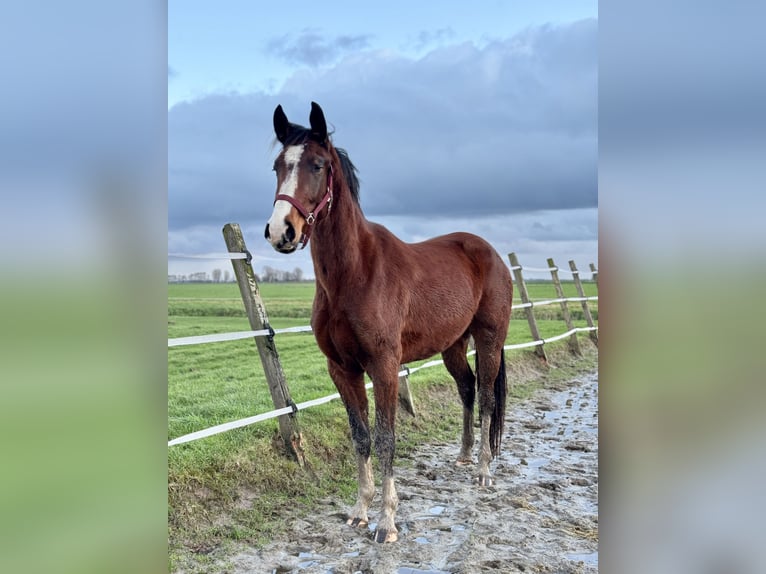 Andalusian Mare 4 years 15,2 hh Brown in Rinsumageast