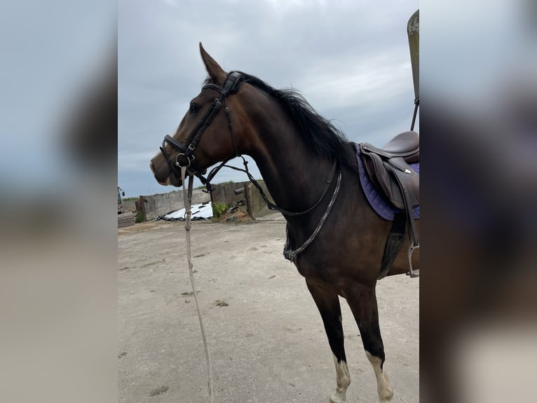 Andalusian Mare 4 years 15,2 hh Brown in Rinsumageast