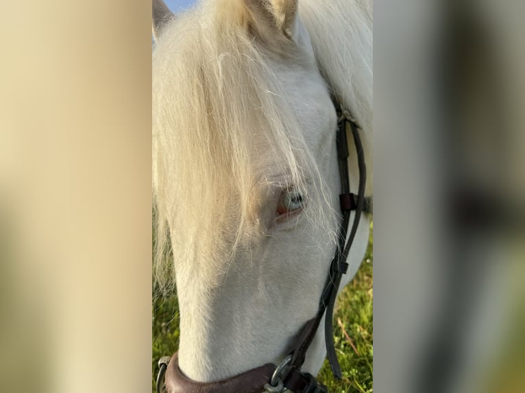 Andalusian Mare 4 years 15,2 hh Cremello in Parsberg