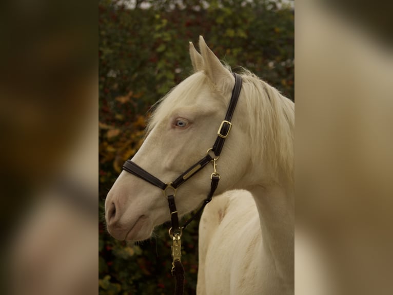 Andalusian Mare 4 years 15,2 hh Cremello in Parsberg