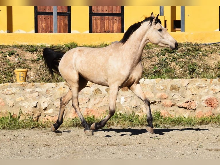 Andalusian Mare 4 years 15,2 hh Dun in Provinz  Malaga