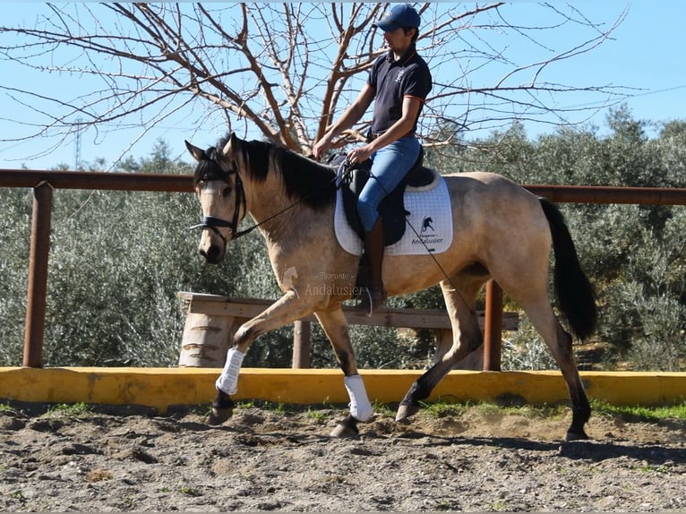 Andalusian Mare 4 years 15,2 hh Dun in Provinz  Malaga