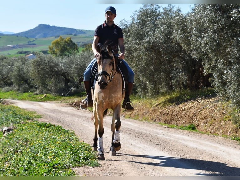 Andalusian Mare 4 years 15,2 hh Dun in Provinz  Malaga