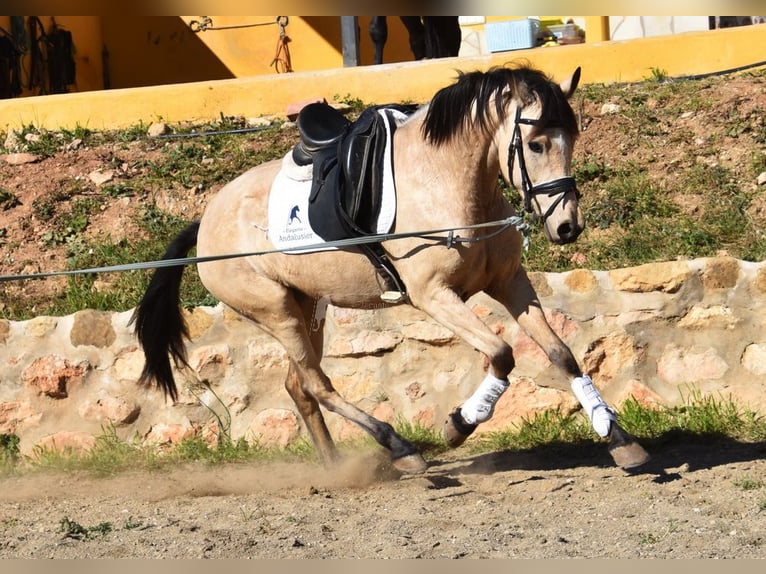 Andalusian Mare 4 years 15,2 hh Dun in Provinz  Malaga