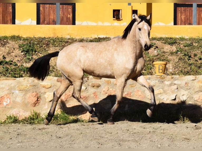 Andalusian Mare 4 years 15,2 hh Dun in Provinz  Malaga