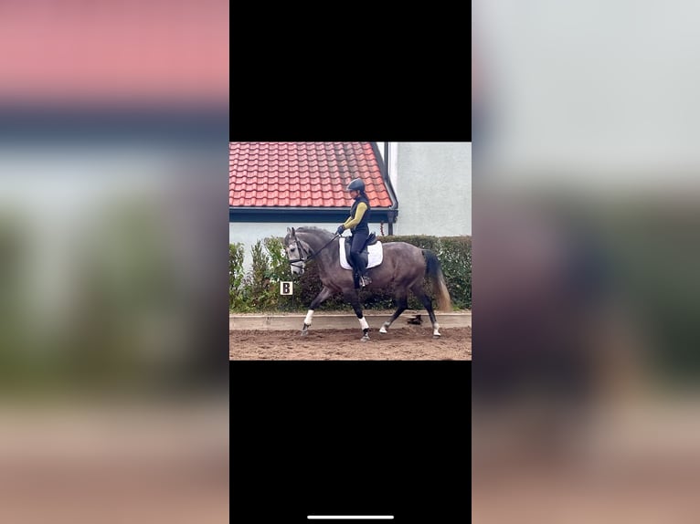 Andalusian Mare 4 years 15,2 hh Gray in Wolnzach