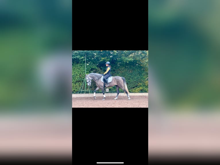 Andalusian Mare 4 years 15,2 hh Gray in Wolnzach