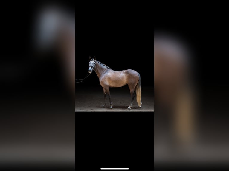 Andalusian Mare 4 years 15,2 hh Gray in Wolnzach