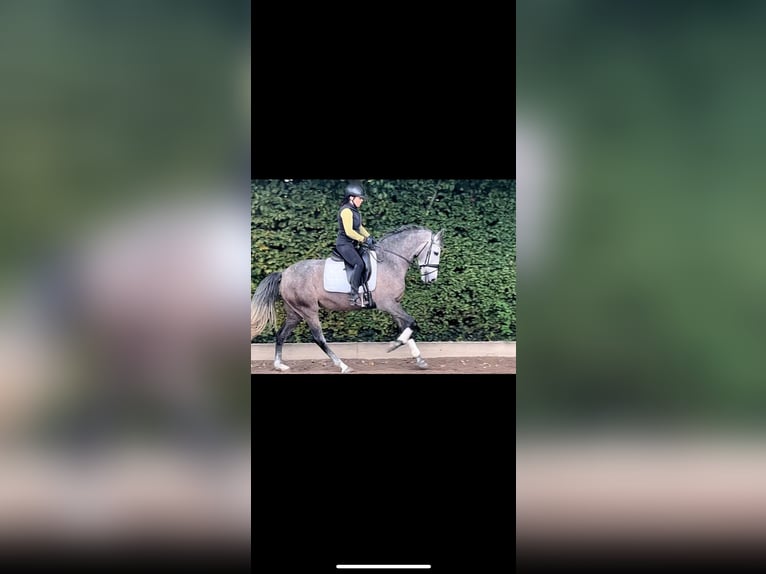 Andalusian Mare 4 years 15,2 hh Gray in Wolnzach