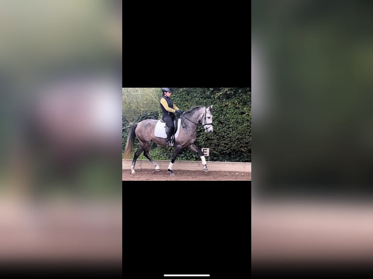 Andalusian Mare 4 years 15,2 hh Gray in Wolnzach