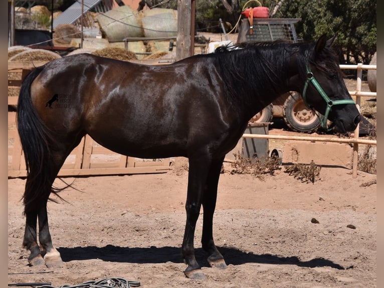 Andalusian Mare 4 years 15 hh Black in Mallorca