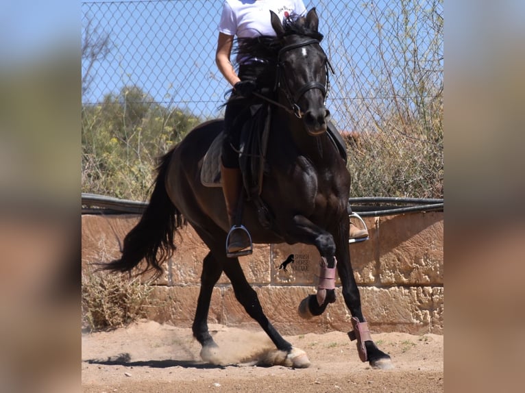 Andalusian Mare 4 years 15 hh Black in Mallorca