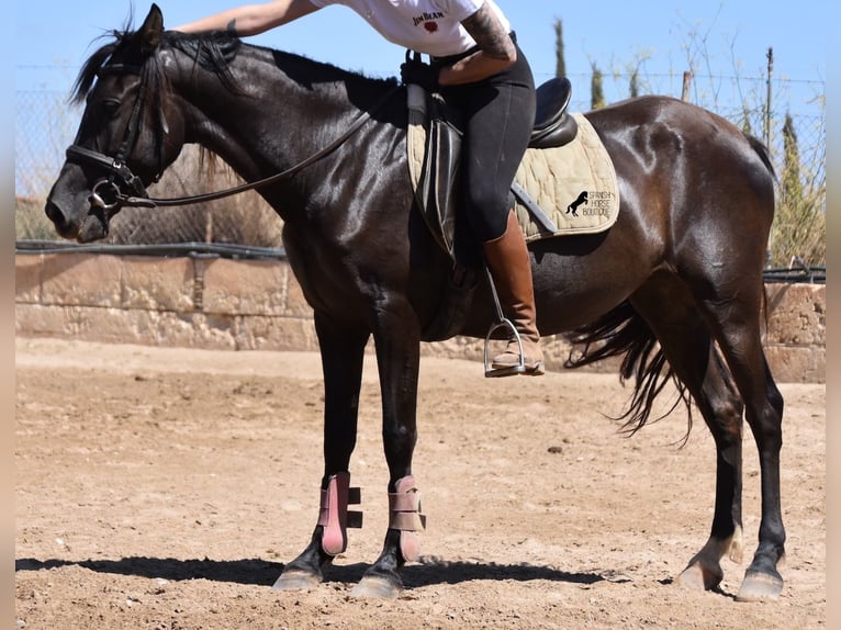 Andalusian Mare 4 years 15 hh Black in Mallorca